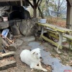 オフ車でいきたい!  広島の名物コースのランチに大注目! 『テージャス・ランチ』の本格窯で焼きたてピザを堪能しよう!